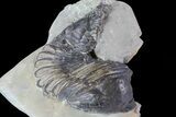 Trimerus Trilobite - Rochester Shale, New York #68337-2
